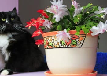 Sua casa sempre florida: Descubra o segredo para ter uma Flor-de-Maio linda