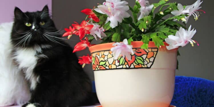 Sua casa sempre florida: Descubra o segredo para ter uma Flor-de-Maio linda