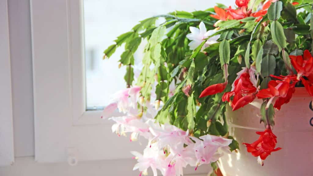 Sua casa sempre florida: Descubra o segredo para ter uma Flor-de-Maio linda