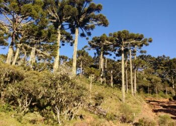 Urupema é a cidade mais fria do Brasil e agora tem título oficial!