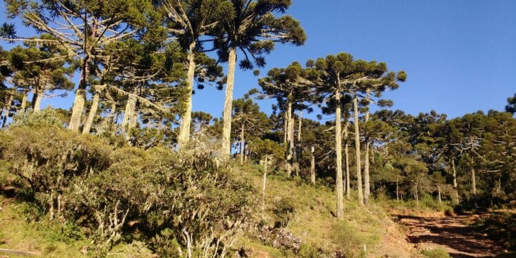 Essa cidade do Brasil tem um fenômeno natural único na Terra!