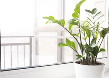 plantas perfeitas - Créditos: depositphotos.com / kseniasol