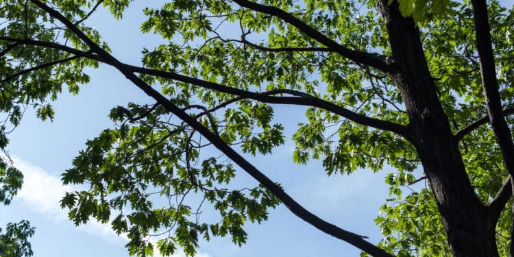 A planta que cresce como uma árvore grande e é um tesouro por suas propriedades anticancerígenas!