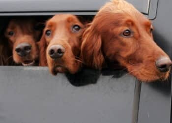 Afinal transportar animais no carro sem gaiola ou cinto de segurança dá multa?