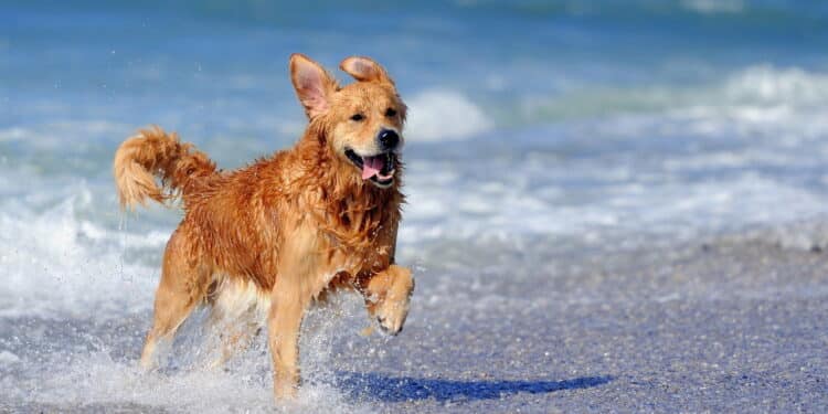 Cachorro feliz na praia - Créditos: depositphotos.com / Byrdyak