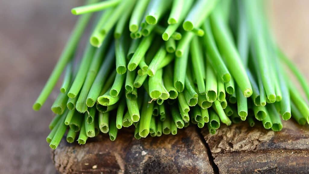 Cultivo de ervas em casa: como ter temperos frescos o ano todo