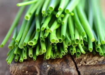 As ervas mais fáceis de cultivar em casa e manter sempre frescas
