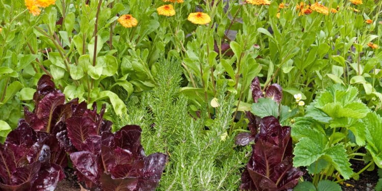 Técnica do plantio consorciado ganha espaço na agricultura sustentável