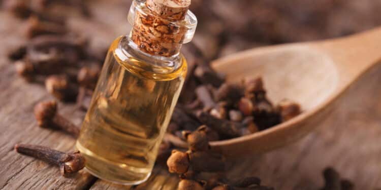 Aprenda a plantar cravo-da-índia e tenha flores aromáticas de graça na sua casa!