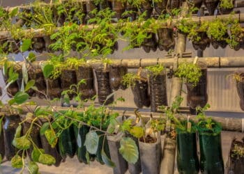 Como plantar hortelã em garrafa PET e colher o ano inteiro