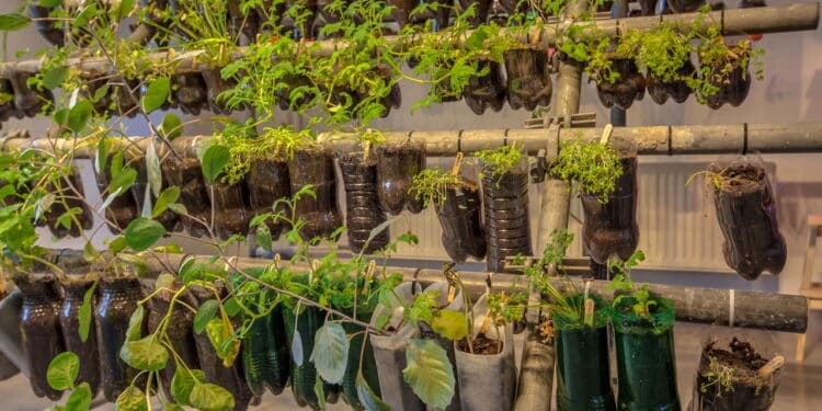 Como plantar hortelã em garrafa PET e colher o ano inteiro