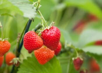 Descubra como cultivar morangos em casa e tenha um jardim mais doce
