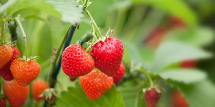 Descubra como cultivar morangos em casa e tenha um jardim mais doce