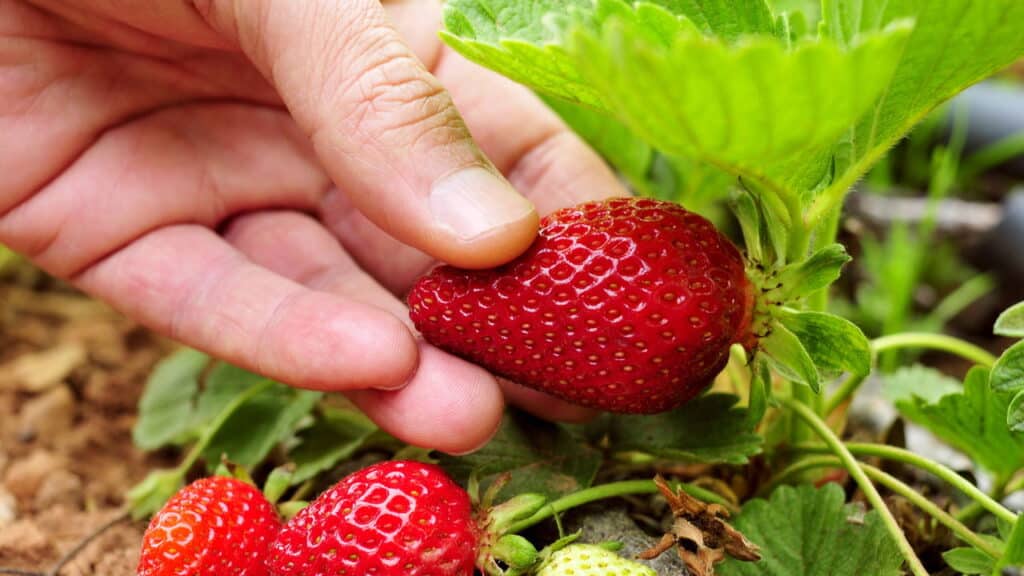 Descubra como cultivar morangos em casa e tenha um jardim mais doce