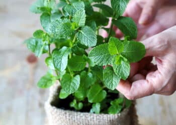 Conheça a planta MÁGICA que você precisa ter em casa e que é fácil de plantar