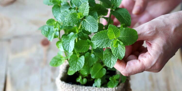 Conheça a planta MÁGICA que você precisa ter em casa e que é fácil de plantar