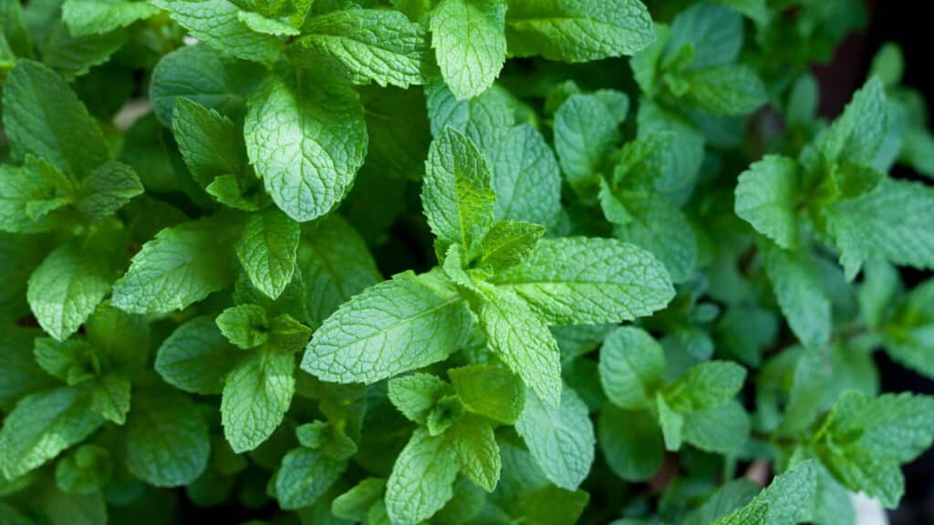 Descubra 5 plantas PODEROSAS que expulsam escorpiões do seu jardim