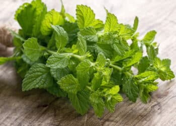 Economize diariamente enquanto torna sua vida mais saudável cultivando hortelã em casa