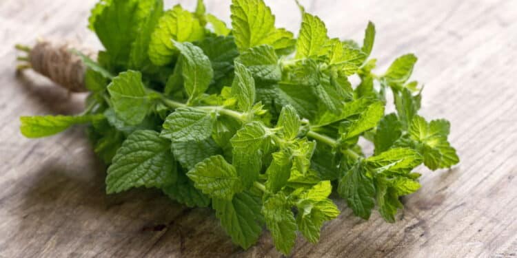 Economize diariamente enquanto torna sua vida mais saudável cultivando hortelã em casa