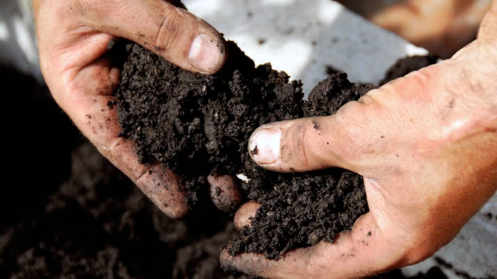 Como plantar hortelã em garrafa PET e colher o ano inteiro