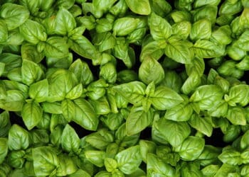 É assim que jardineiros fazem para cultivar e colher manjericão fresco e economizar muito