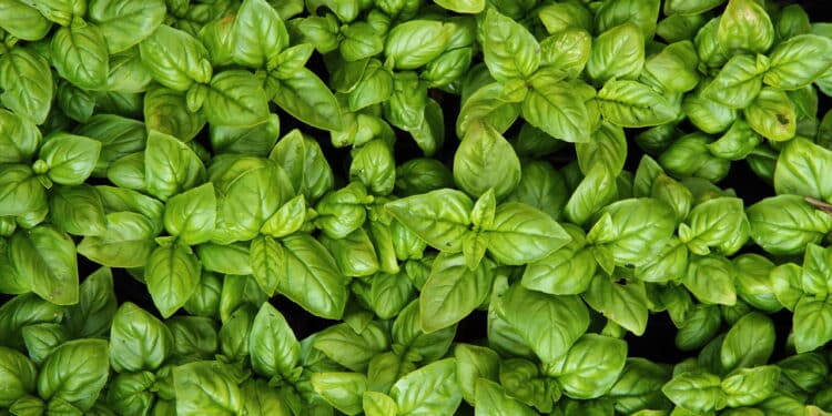 É assim que jardineiros fazem para cultivar e colher manjericão fresco e economizar muito