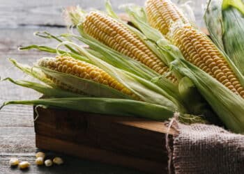 Tem como plantar milho em casa? Essa dica é PERFEITA!