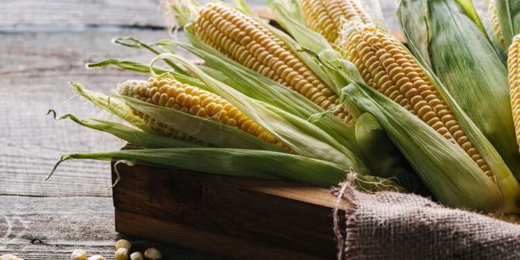 Tem como plantar milho em casa? Essa dica é PERFEITA!