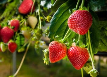 Como plantar morango em garrafa pet?