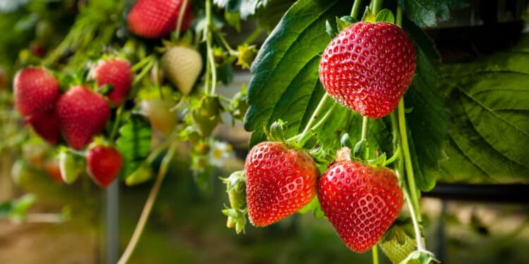 Como plantar morango em garrafa pet?