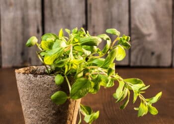 Aprenda a como plantar orégano em casa e você vai gastar menos no mercado!