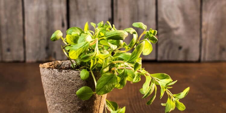 Aprenda a como plantar orégano em casa e você vai gastar menos no mercado!