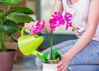 Como plantar orquídea em vaso? Renove a decoração da sua casa gastando pouco!