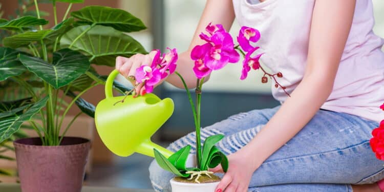Como plantar orquídea em vaso? Renove a decoração da sua casa gastando pouco!