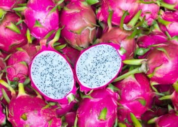 Como plantar pitaya no chão? Essa é a melhor maneira!