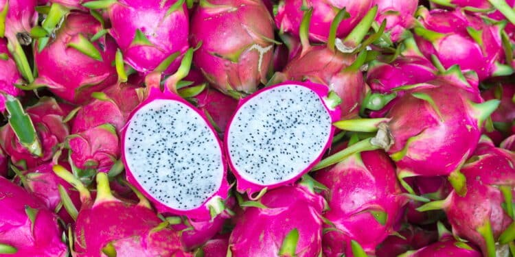 Como plantar pitaya no chão? Essa é a melhor maneira!