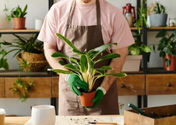 Como saber se a planta está morrendo? Esses são os sinais mais claros!