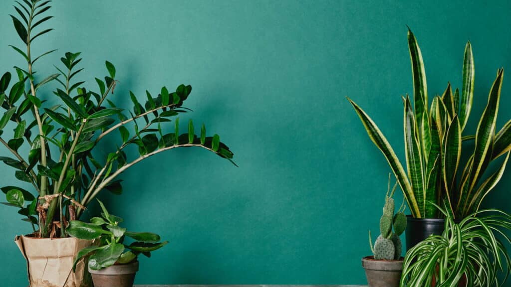 Especialistas confirmam: ter muitas plantas em casa é um traço de personalidade ou estado emocional!