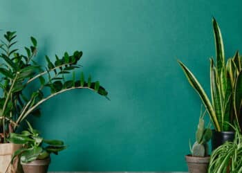 Veja as melhores plantas para ter dentro de casa!