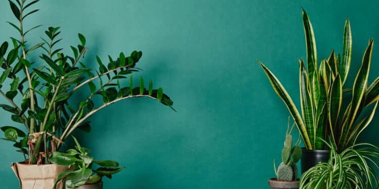 Veja as melhores plantas para ter dentro de casa!