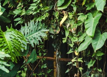 Por que ter tantas plantas em casa, segundo a psicologia?