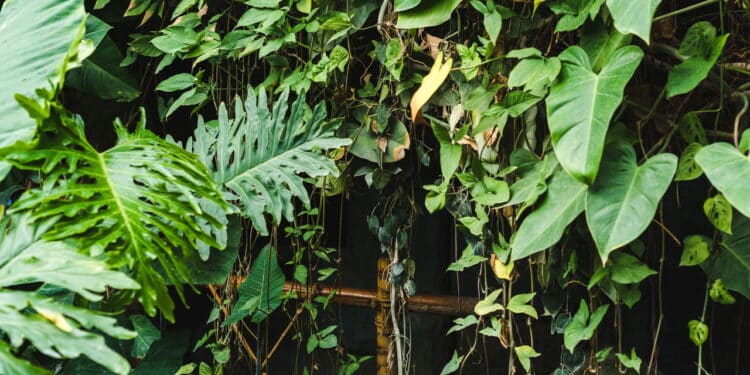 Por que ter tantas plantas em casa, segundo a psicologia?