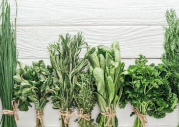 Dicas para cultivar seus próprios temperos em casa e gastar muito menos com mercado