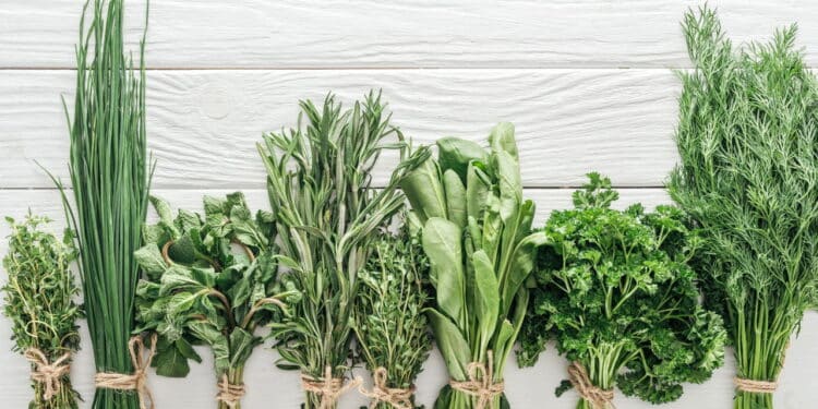 Dicas para cultivar seus próprios temperos em casa e gastar muito menos com mercado