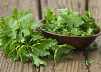 Como plantar salsinha em casa?