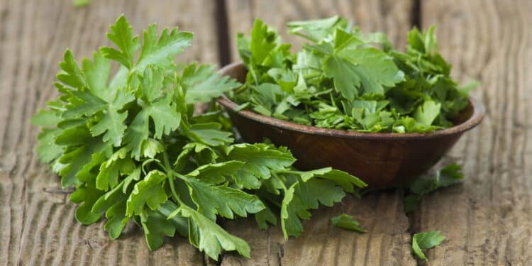 Como plantar salsinha em casa?