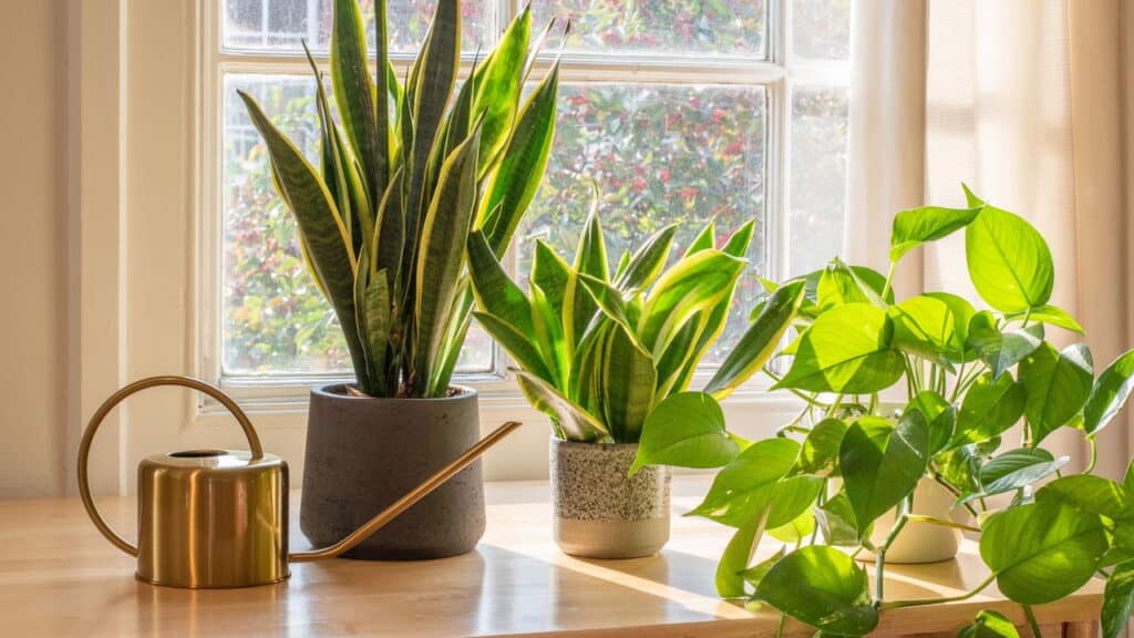 Os cientistas confirmaram que esta planta acalma seu quarto e mente!