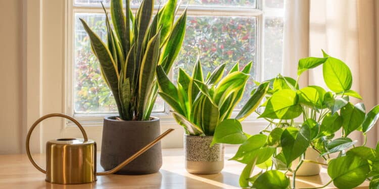 As 5 plantas mais poderosas para atrair prosperidade em casa!