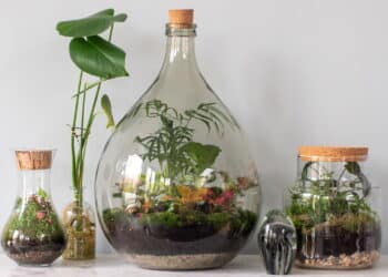 Essas são as melhores plantas para o seu terrário aberto em 2025!