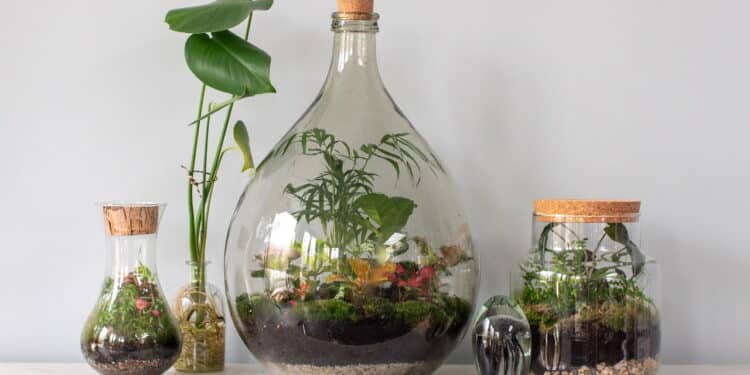 Essas são as melhores plantas para o seu terrário aberto em 2025!